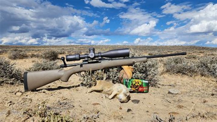 Is 243 good for coyote?