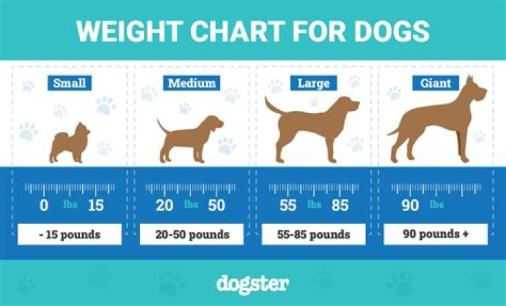 Is 25kg heavy for a dog?