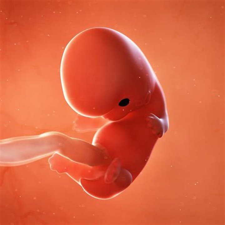 Is 8 weeks a fetus or embryo?
