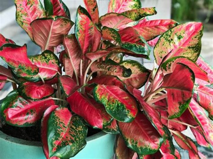 Is a aglaonema pet friendly?