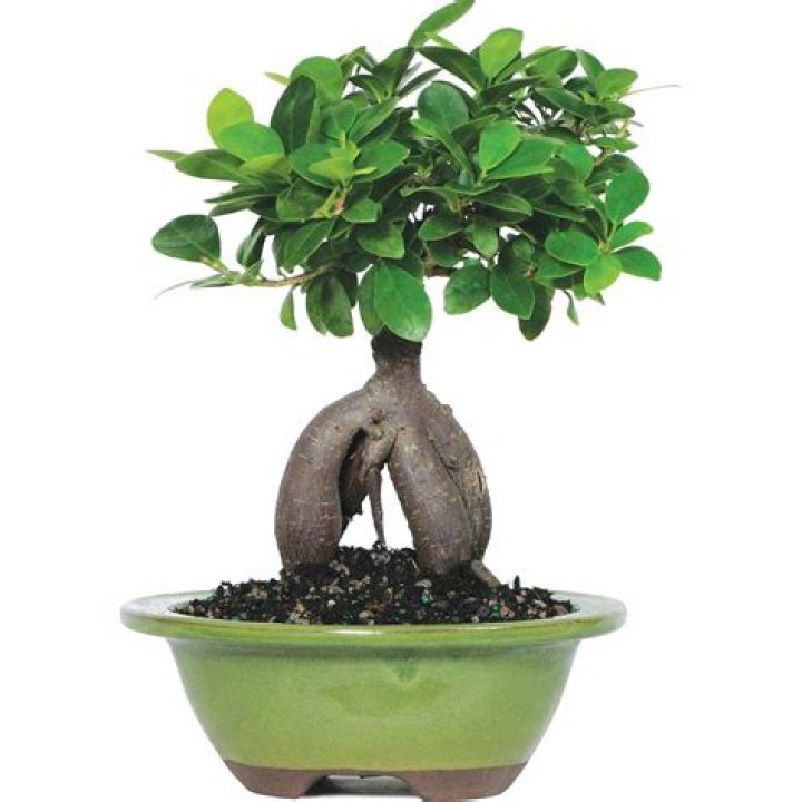 Is a ginseng grafted ficus a bonsai?