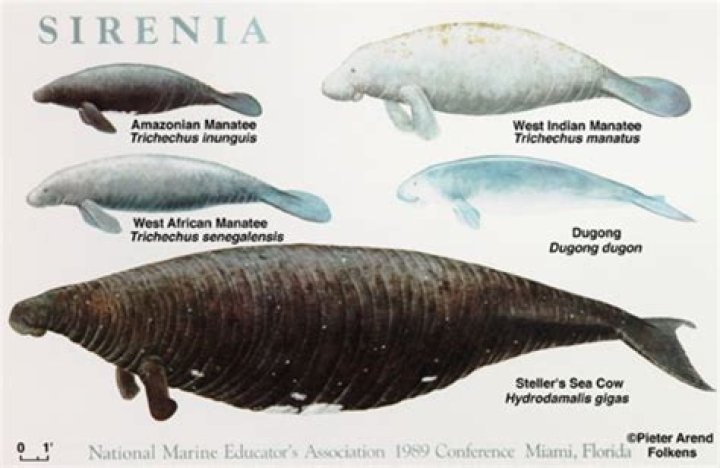 Is a manatee a mermaid?