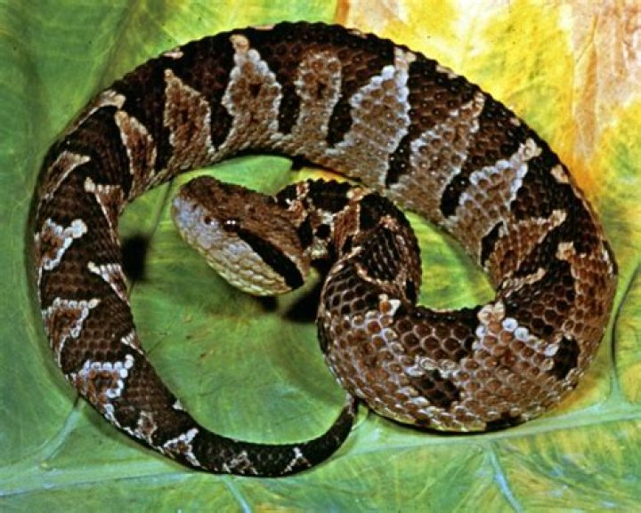 Is a pit viper snake poisonous?