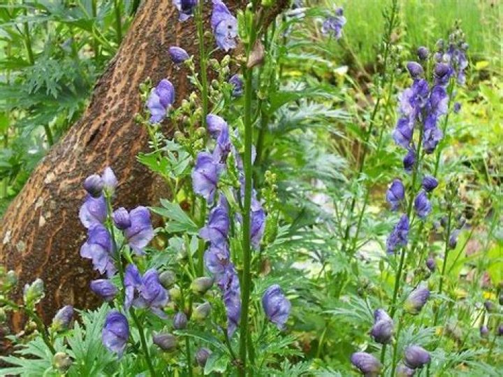 Is Aconitum ferox poisonous?