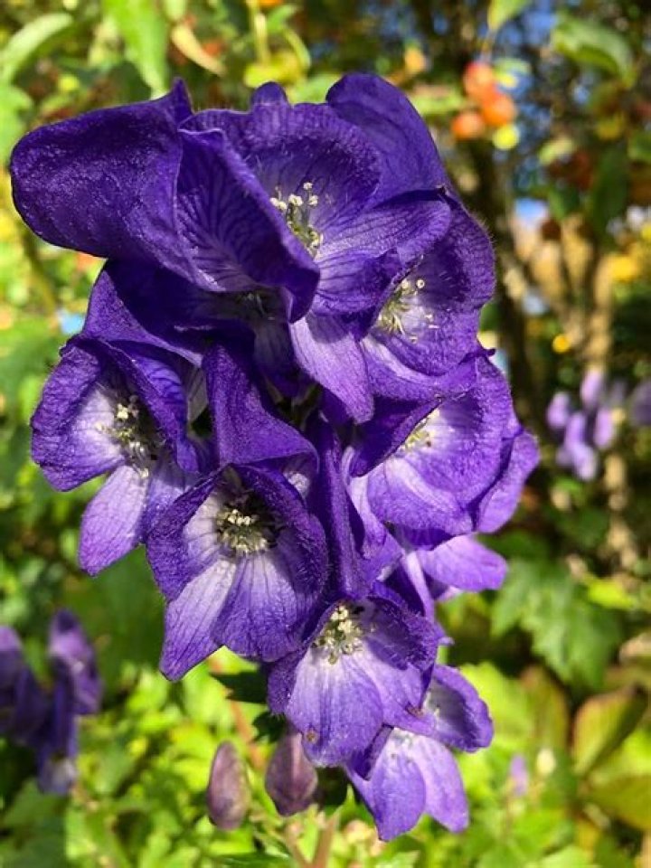 Is Aconitum invasive?