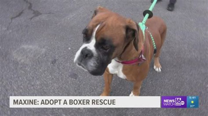 Is Adopt a boxer Rescue legit?