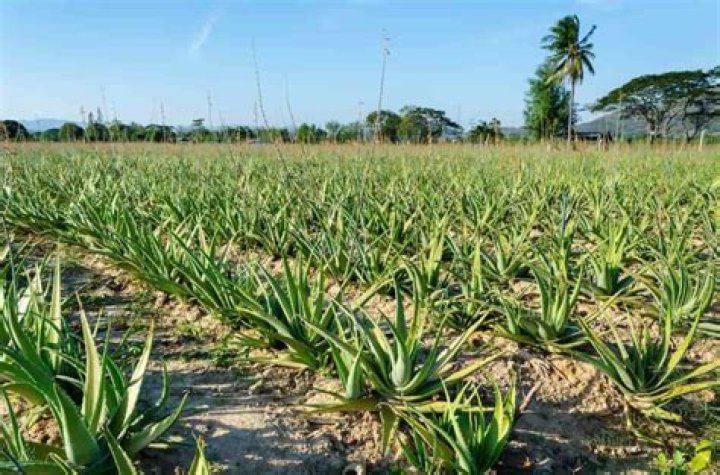 Is aloe vera cultivation profitable?