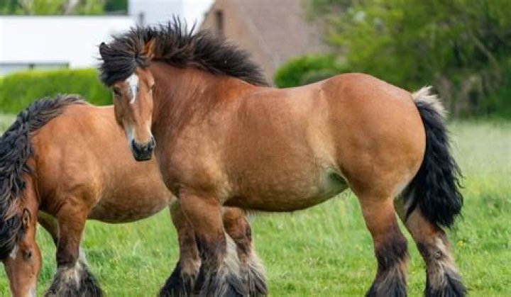 Is Ardennes a real horse?