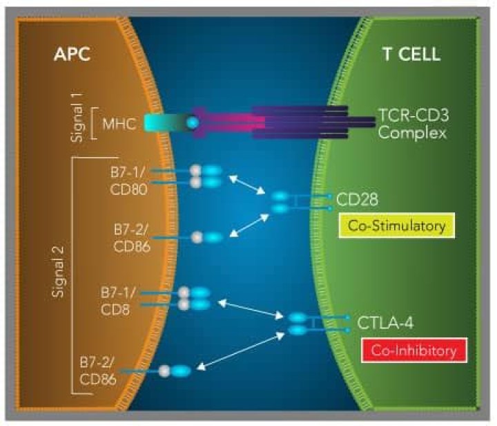 Is B7 the same as CD80?