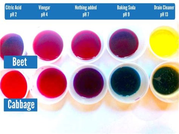 Is beet juice an acid base indicator?