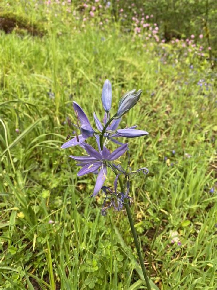 Is Camassia Quamash invasive?