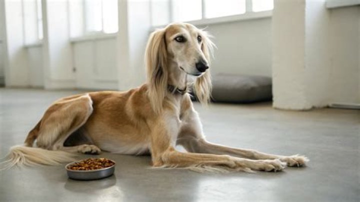 Is canned dog food easier to digest?