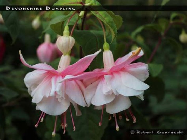 Is Devonshire Dumpling Fuchsia Hardy?
