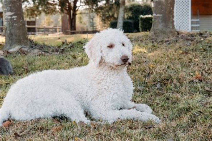 Is doodle no longer free?