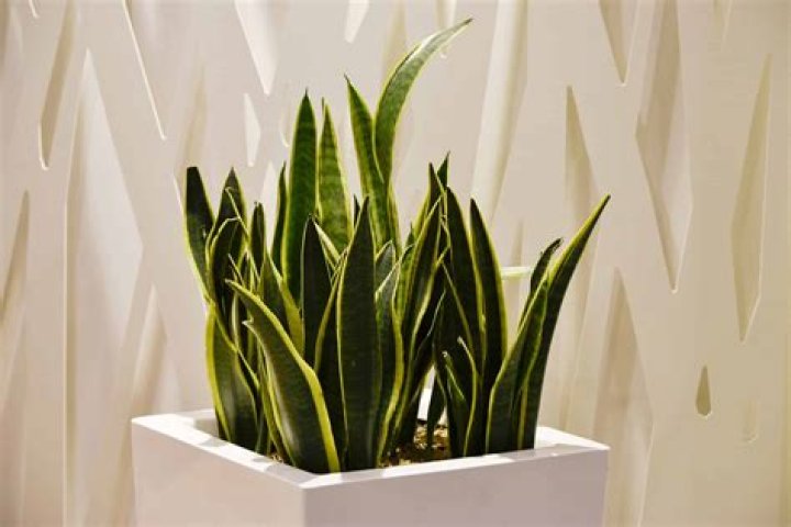 Is Dracaena and Sansevieria the same?