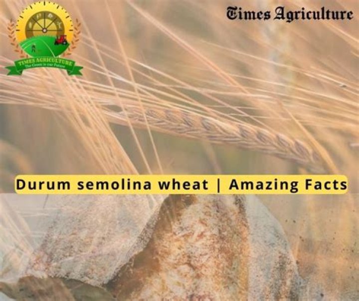 Is durum wheat semolina egg free?