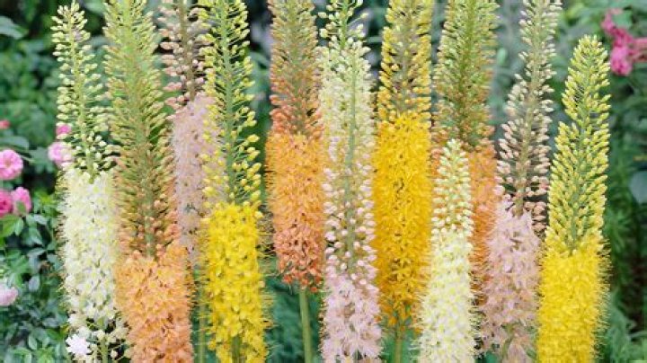 Is Eremurus poisonous?
