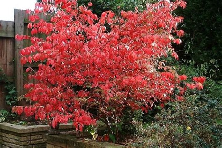 Is Euonymus alatus Compacta invasive?