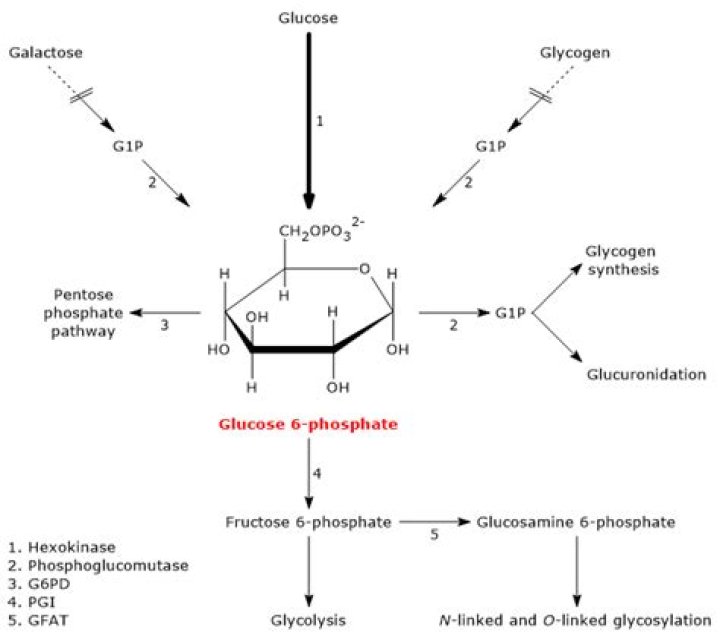 Is glucose 6 phosphate dehydrogenase regulated?
