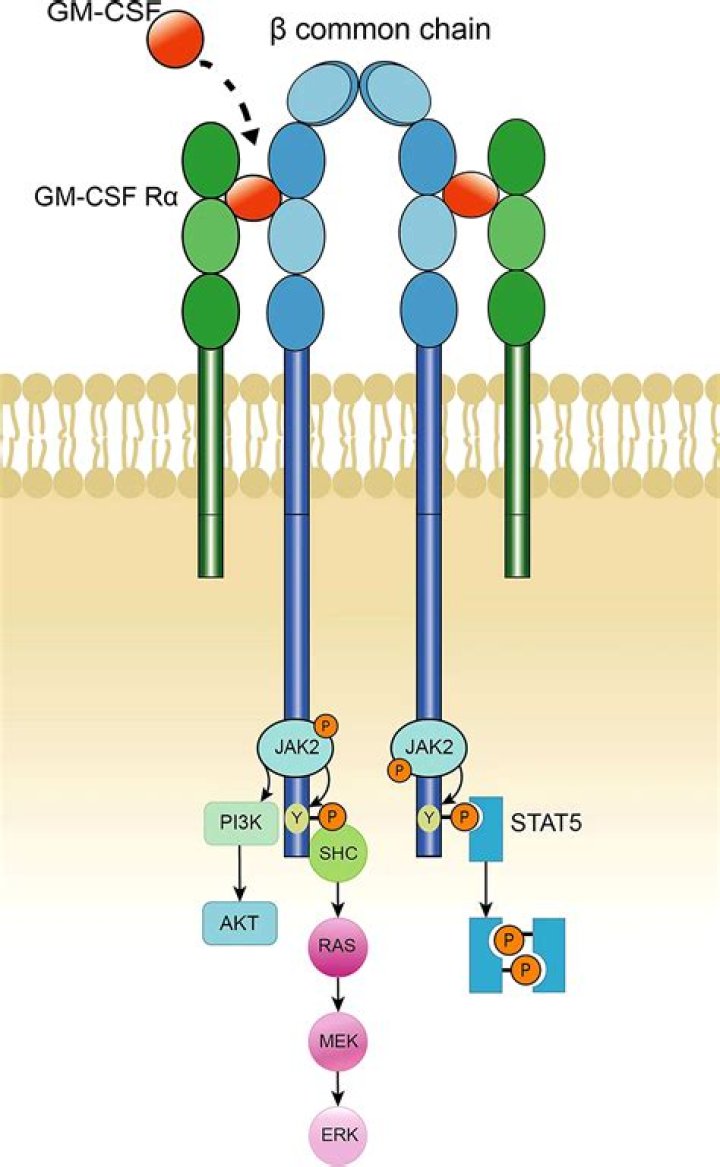 Is GM-CSF proinflammatory or anti-inflammatory?