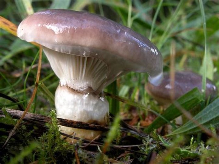 Is Gomphidius edible?