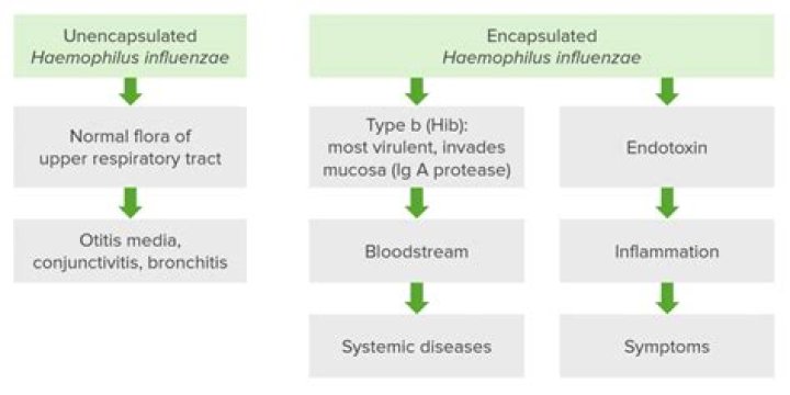 Is Haemophilus influenzae meningitis contagious?