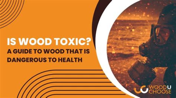 Is holly wood toxic?