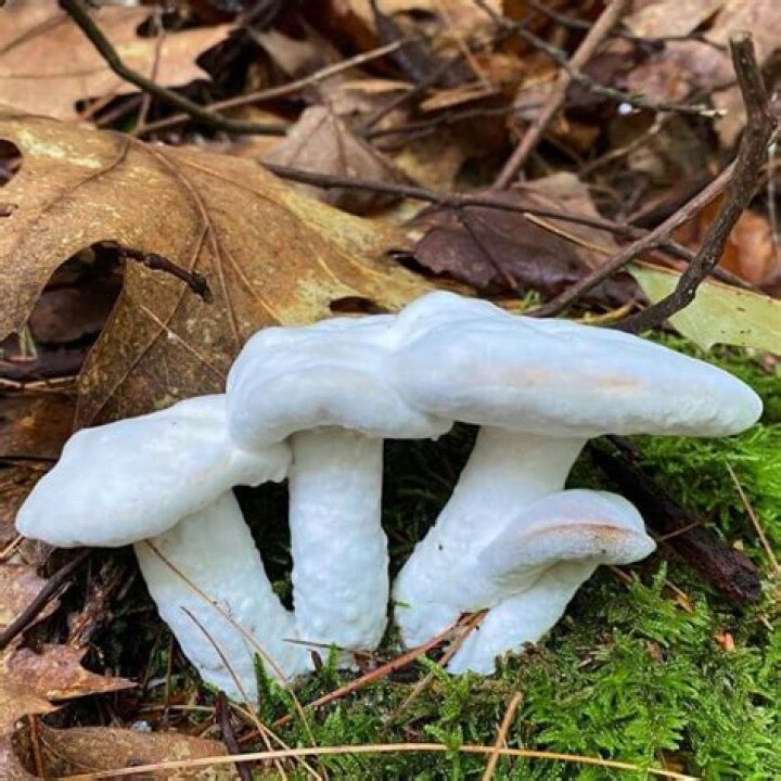 Is Hypomyces Chrysospermus edible?