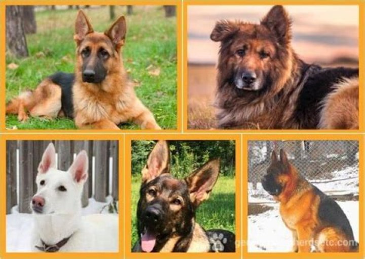 Is IBS common in German shepherds?