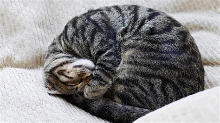 Is it bad to let cats sleep in your bed?