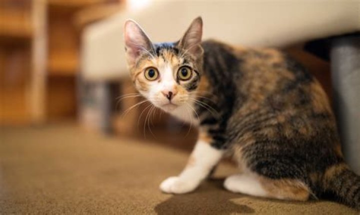 Is it cruel to harness a cat?