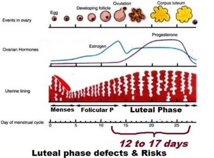 Is it harder to get pregnant with a short luteal phase?