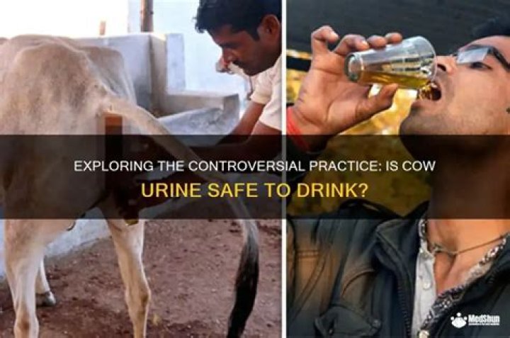 Is it healthy to drink cow urine?