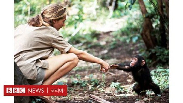 Is it illegal to experiment on chimpanzees?