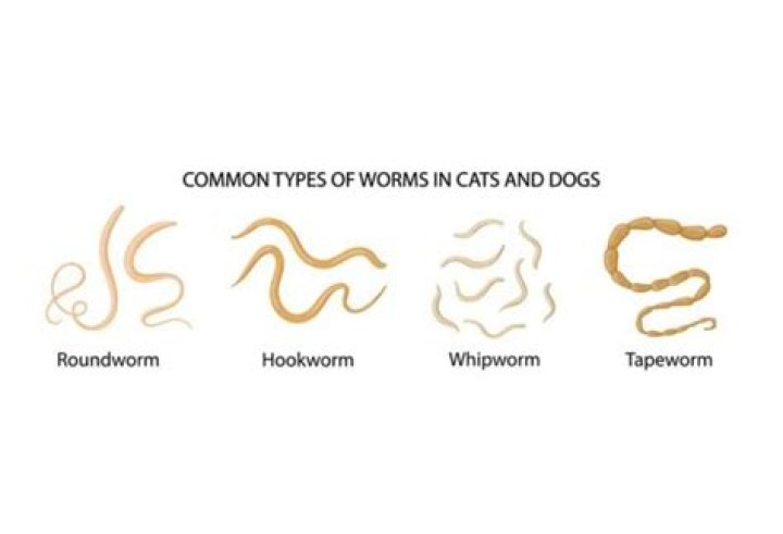 Is it normal for 4 week old puppies to have worms?