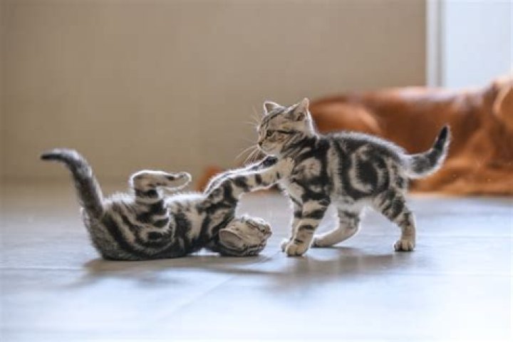 Is it normal for kittens to play fight rough?