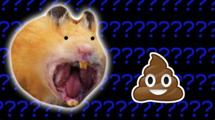 Is it OK for hamsters to eat their poop?