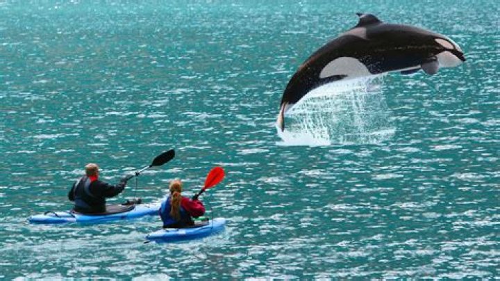 Is it safe to kayak around whales?