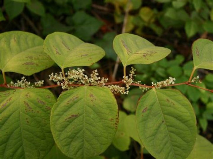 Is japonica invasive?