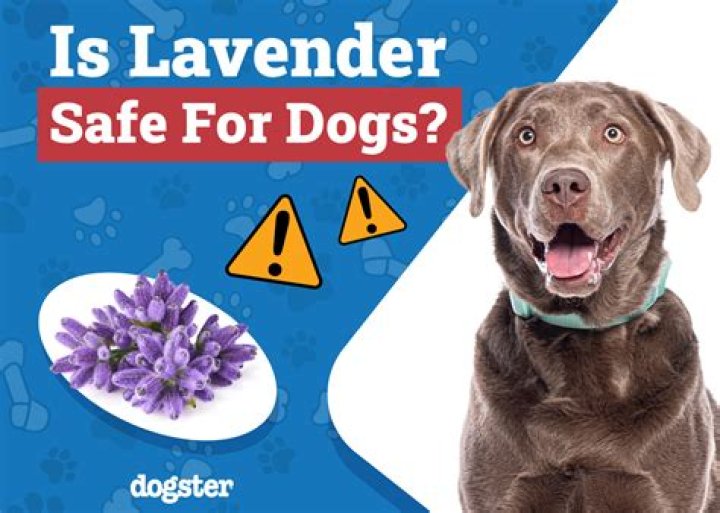 Is lavender safe for dogs?