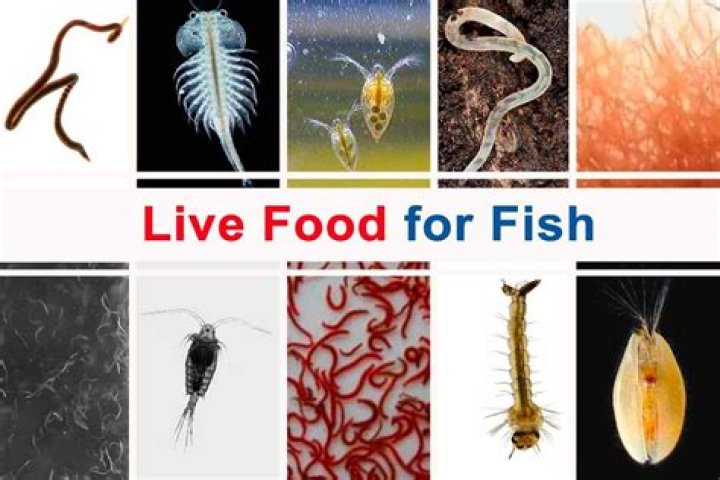 Is Live feeding good for fish?