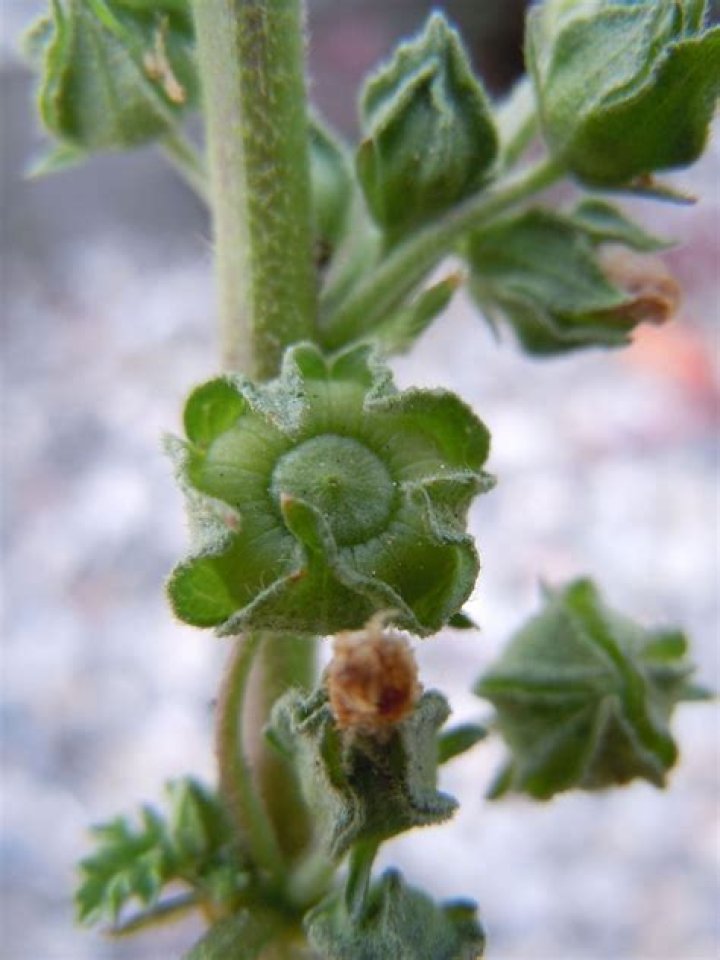 Is Malva Neglecta edible?