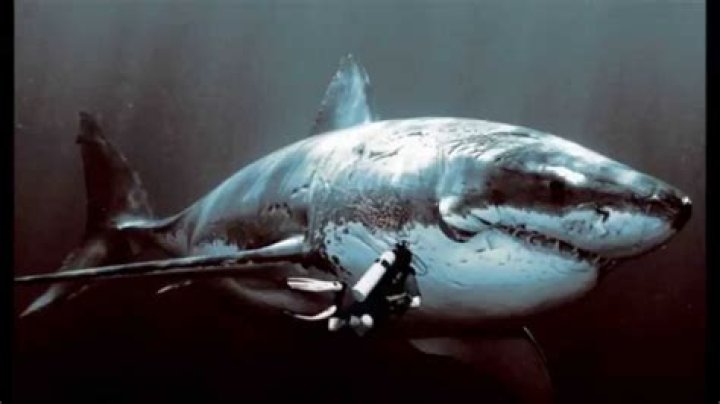 Is Megalodon footage real?