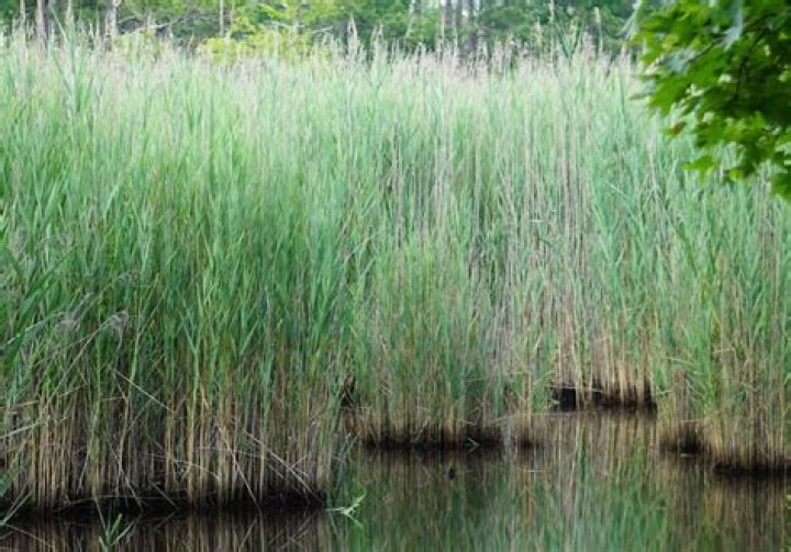 Is Phragmites australis invasive?