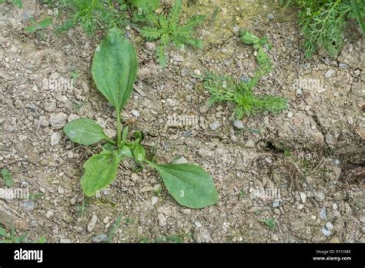 Is Plantago major edible?