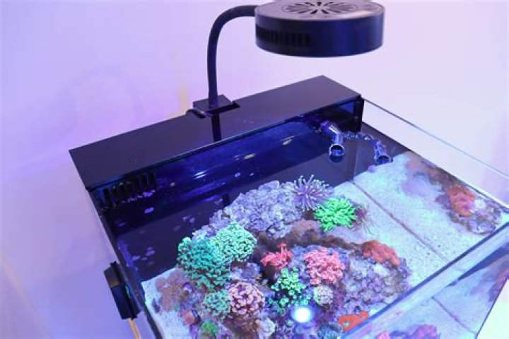 Is pods good for reef tank?
