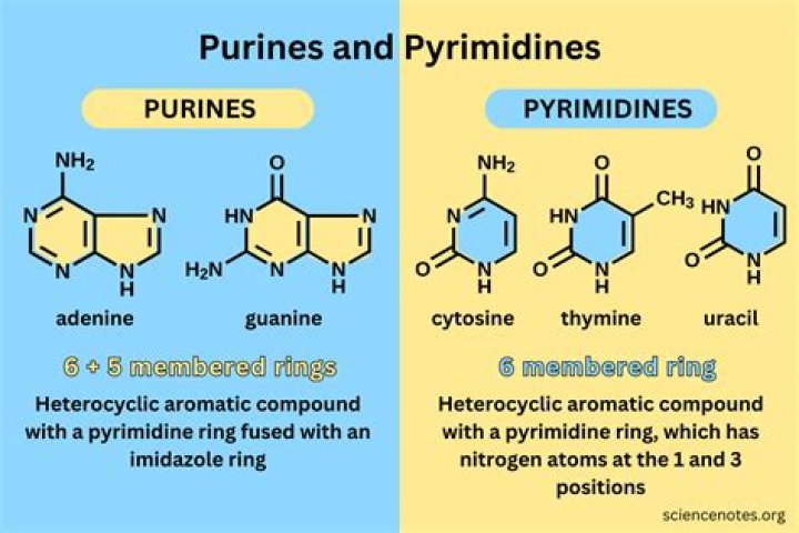 Is Purin and flan the same?