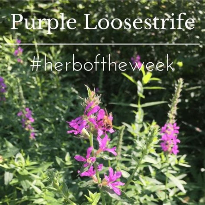 Is purple loosestrife a herb?