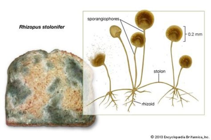 Is Rhizopus a species?