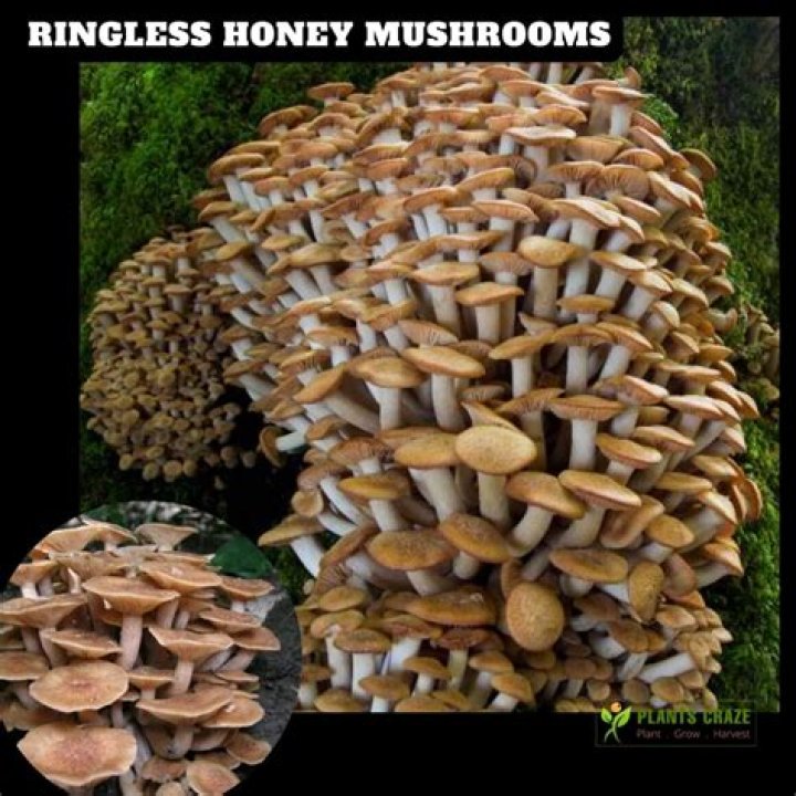 Is ringless honey fungus poisonous?